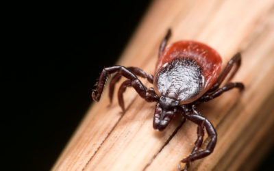 There Are How Many Types of Ticks in Maine?
