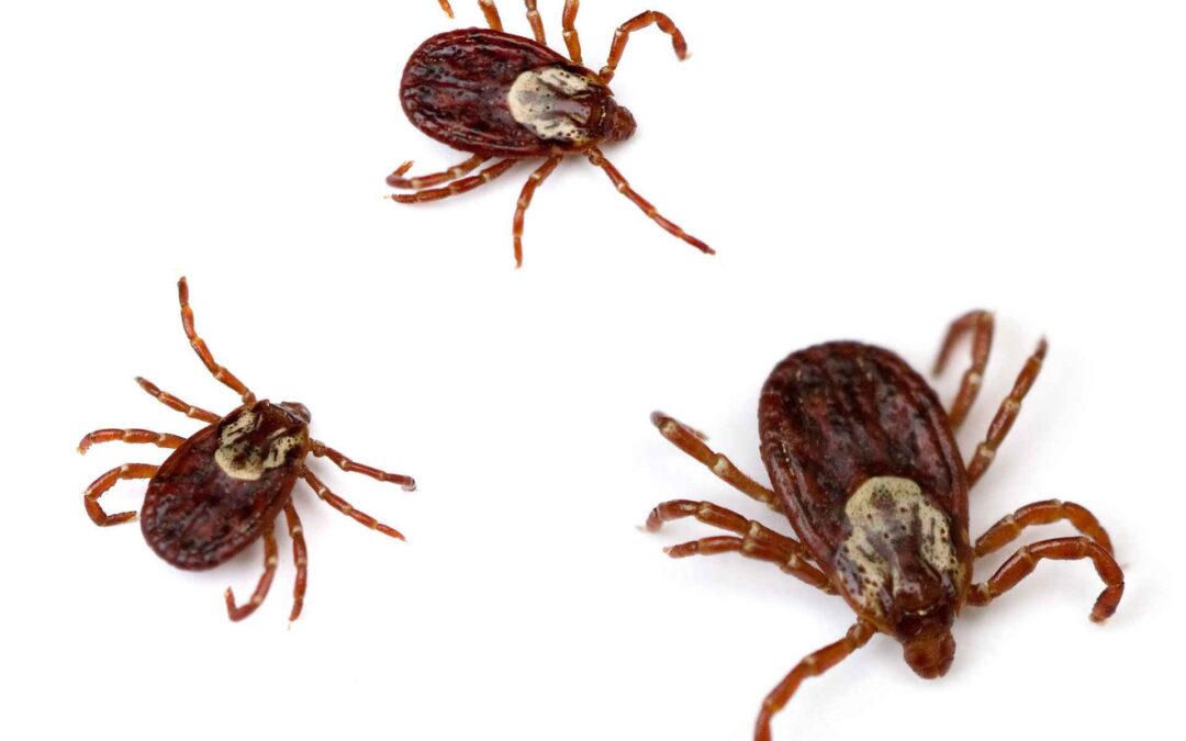 Your Pets Are Bringing Ticks Into Your Home — Here’s How to Stop It